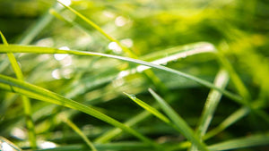 DLF Pickseed Prairie Green Grass Seed 10kg