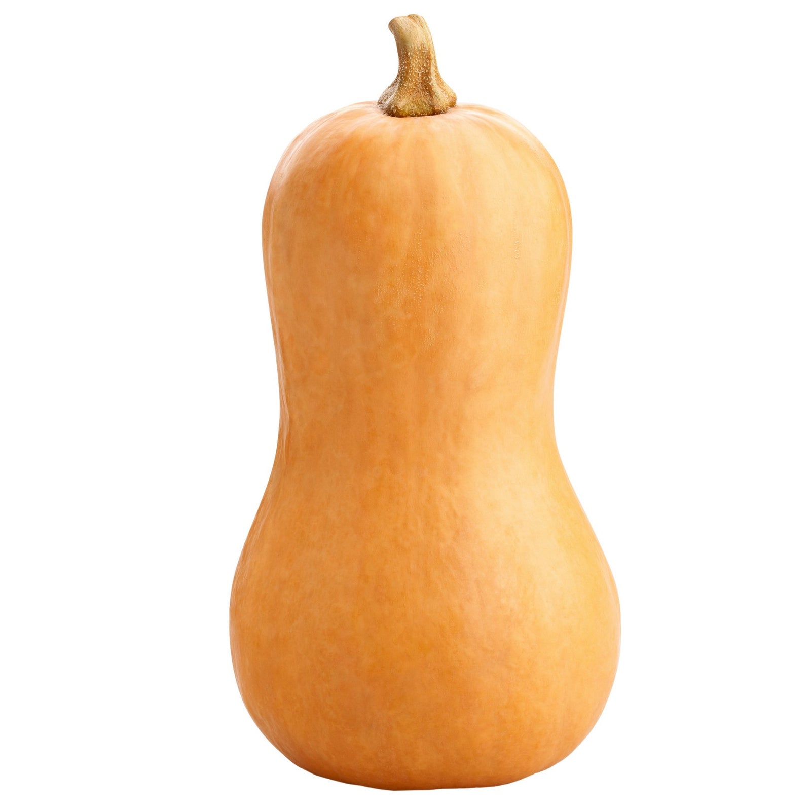 Fresh Butternut Squash 1ct